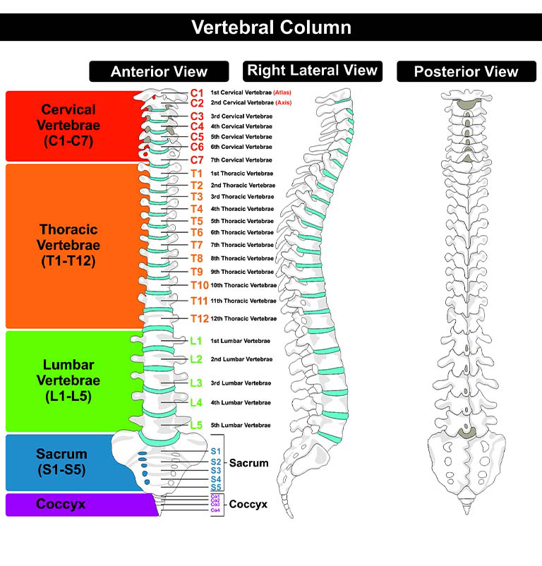 Anatomy Shown for Spine
